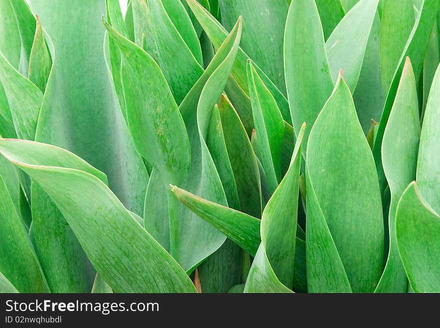 Green Young Leaves