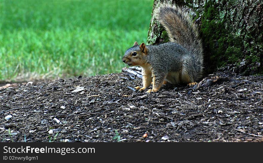 Squirrel defending tree