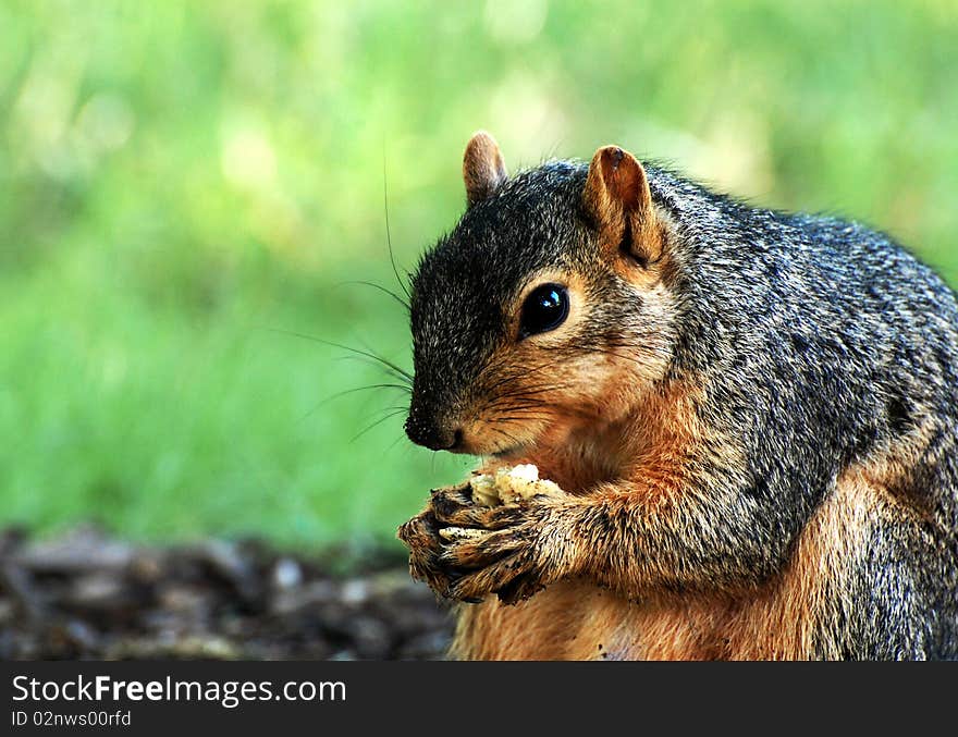 Squirrel Eating Close Up