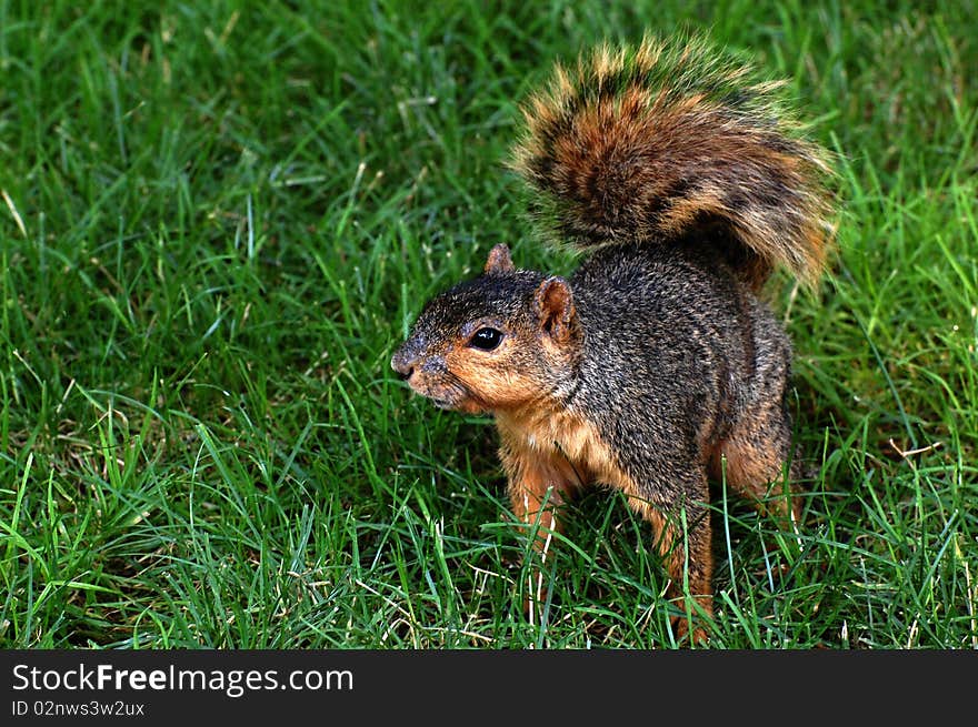 Squirrel squatting on grass