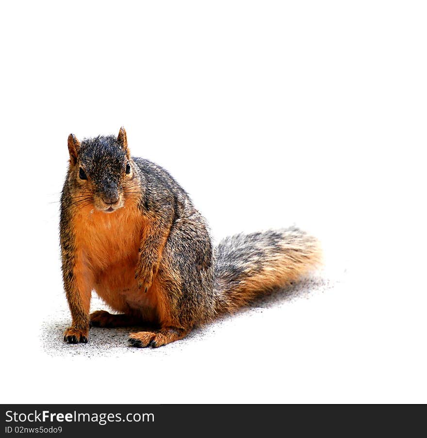 Squirrel pondering, on white with shadow, horizontal