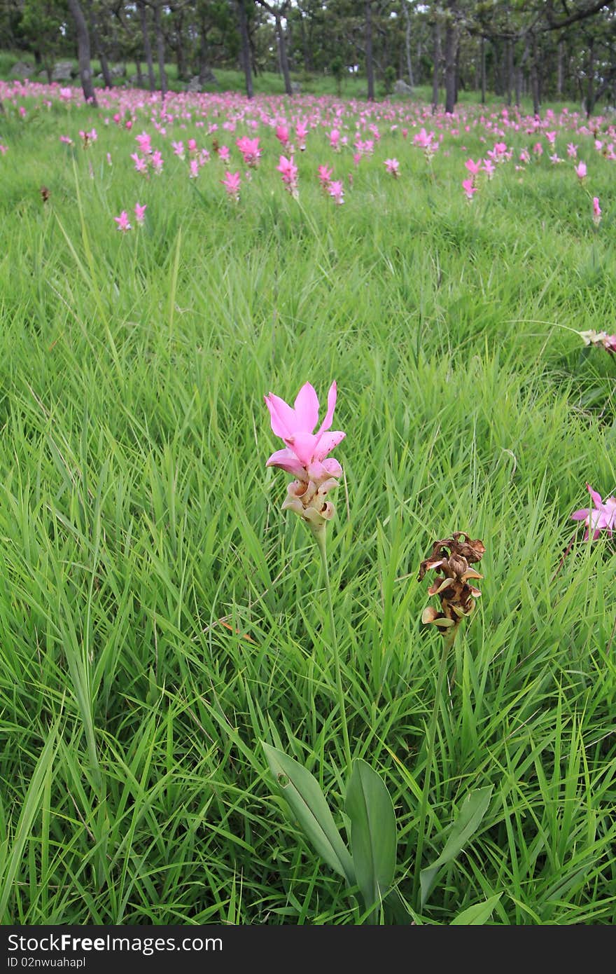 Curcuma in meadow