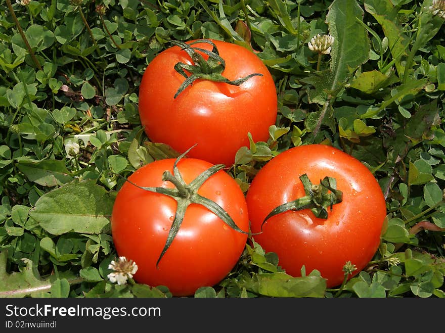 Three bright red tomatoes