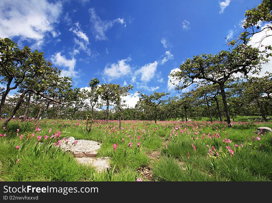 Curcuma in meadow