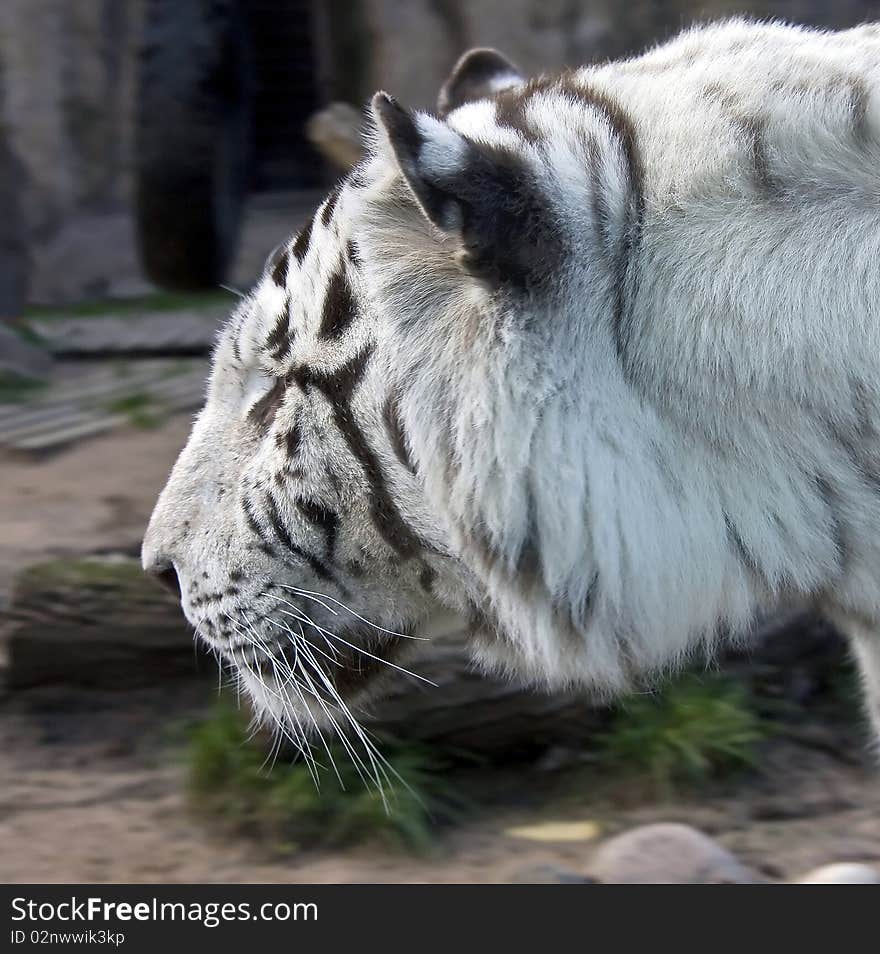 White tiger. Latin name -Panthera tigris tigris (var. alba). White tiger. Latin name -Panthera tigris tigris (var. alba)