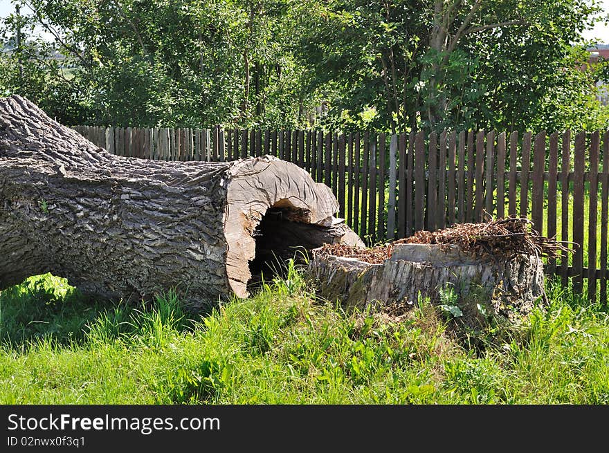 Old thick tree trunk near wooden fence. Old thick tree trunk near wooden fence