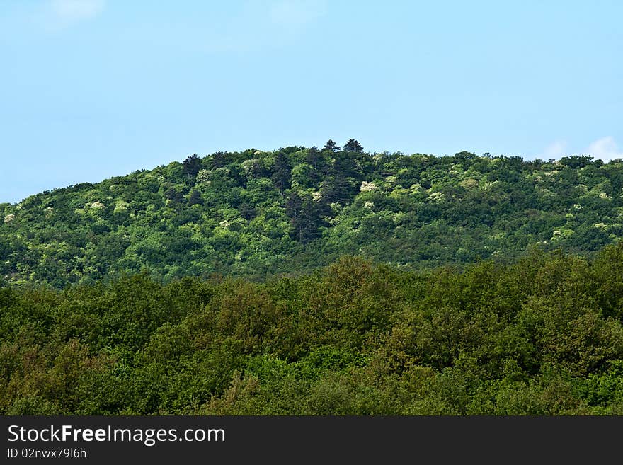 Beautiful  spring forest dateil of a small hill