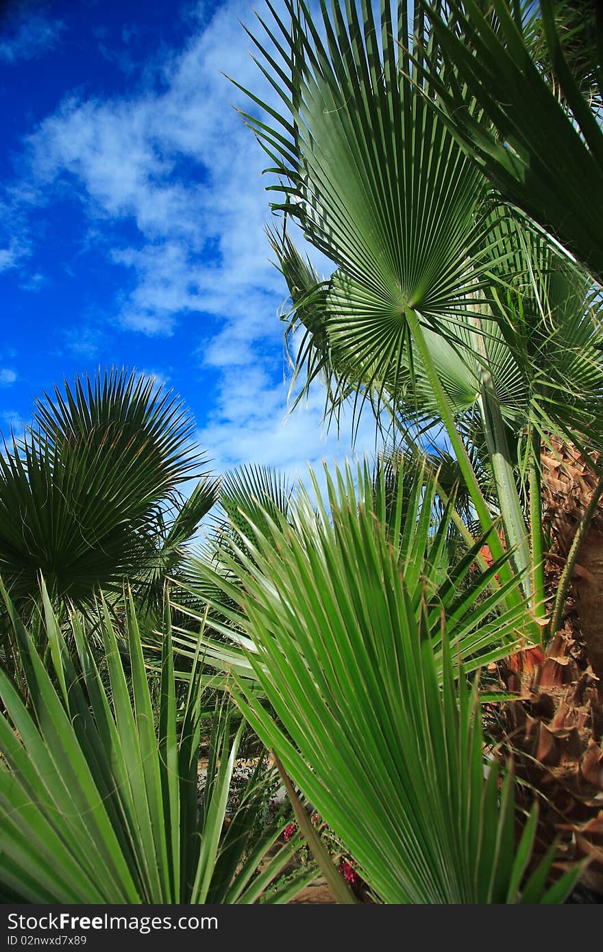 Beautiful green palm detail with cloudy sky