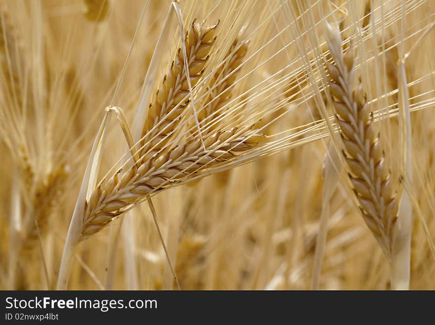 Wheat on field, detail, macro