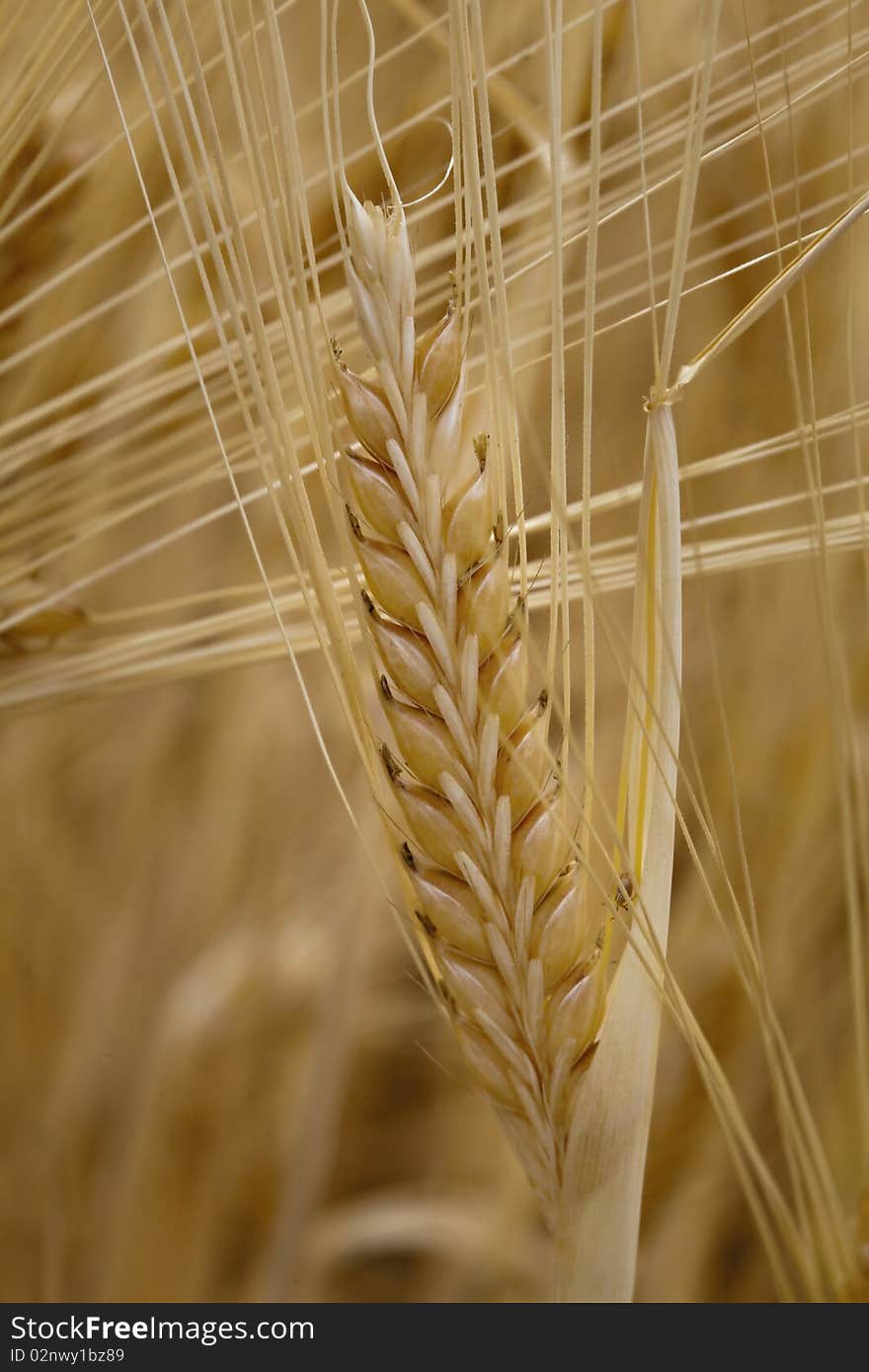 Wheat on field, detail, macro