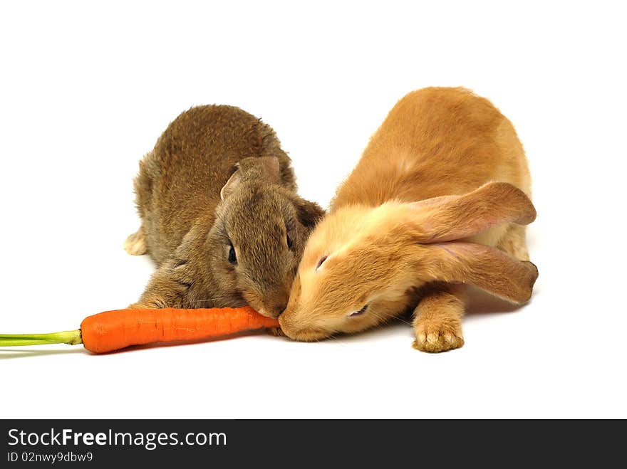 Two rabbit eating the carrot on the white background. Two rabbit eating the carrot on the white background