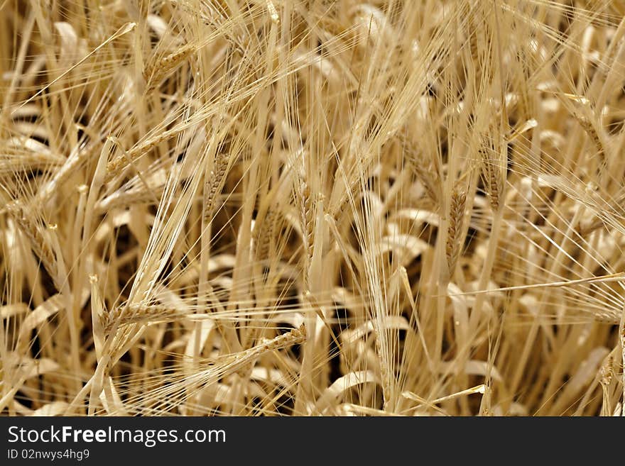 Wheat on field, detail, corn