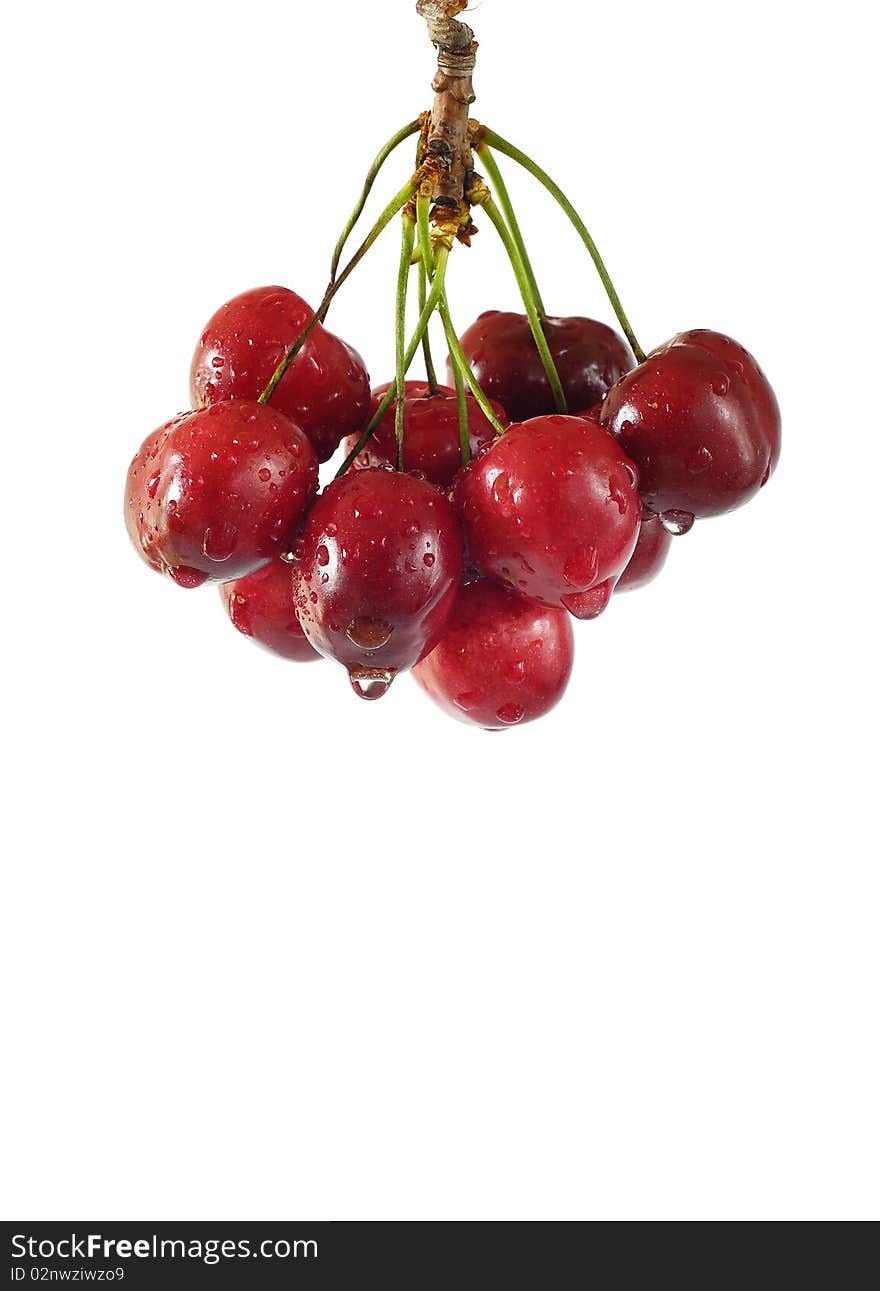 Twig with cherries made out on the white background. Twig with cherries made out on the white background