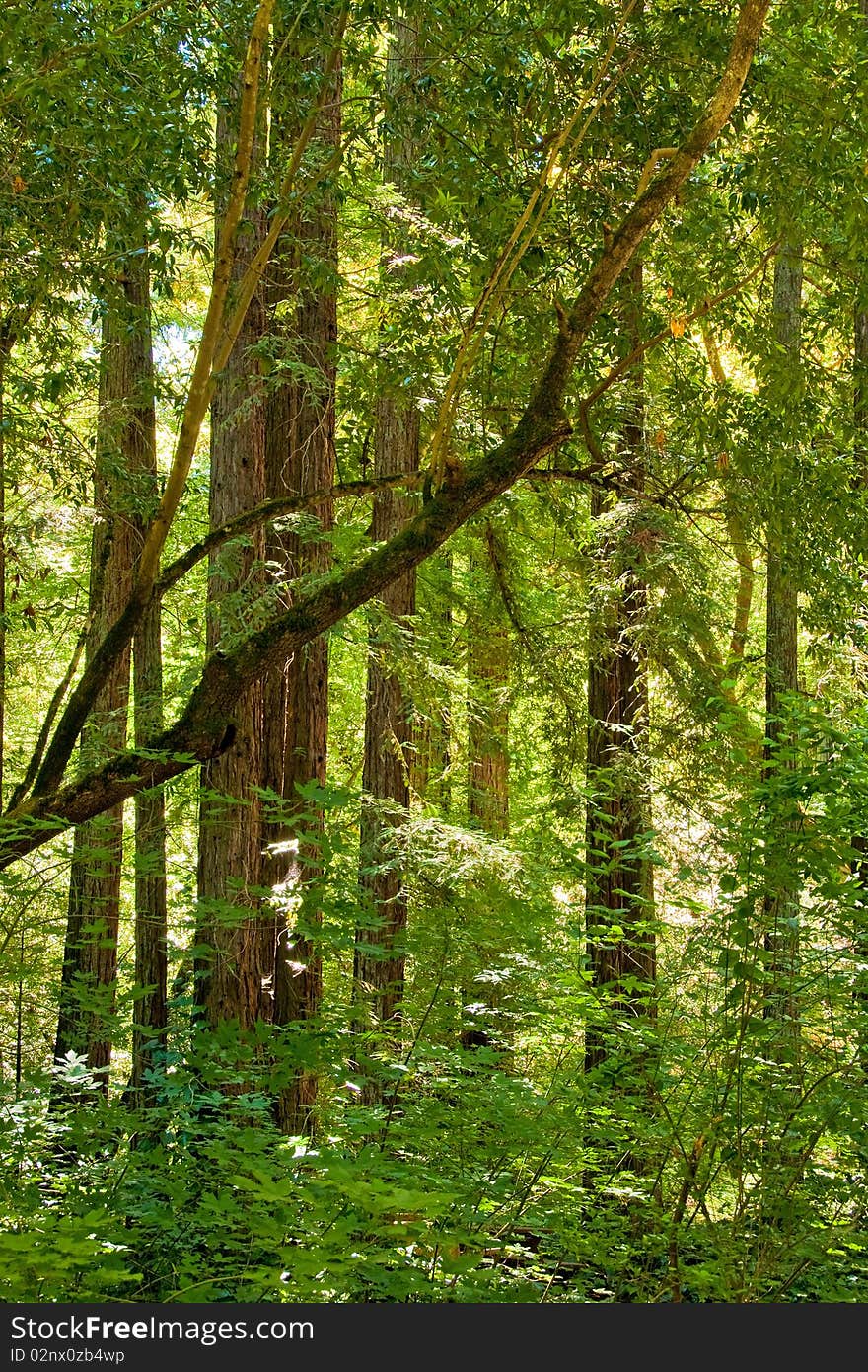 This is a midday shot of sunlight streaming through a gove of Redwood trees. This is a midday shot of sunlight streaming through a gove of Redwood trees.