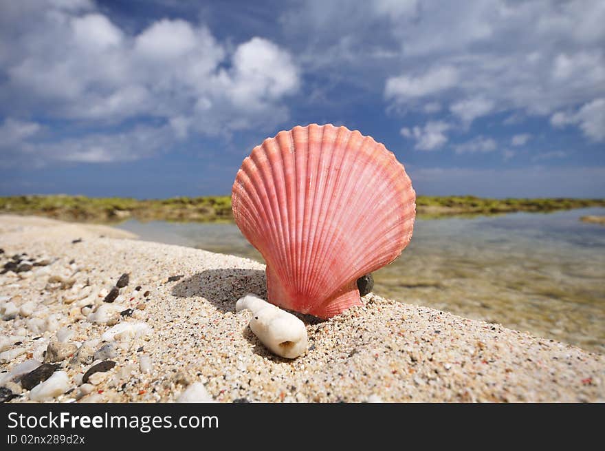 A pink shellfish on the beach