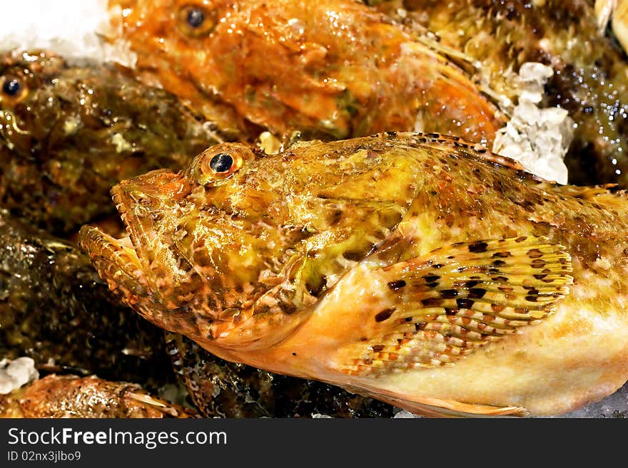 Scorpion fishes over ice in a supermarket