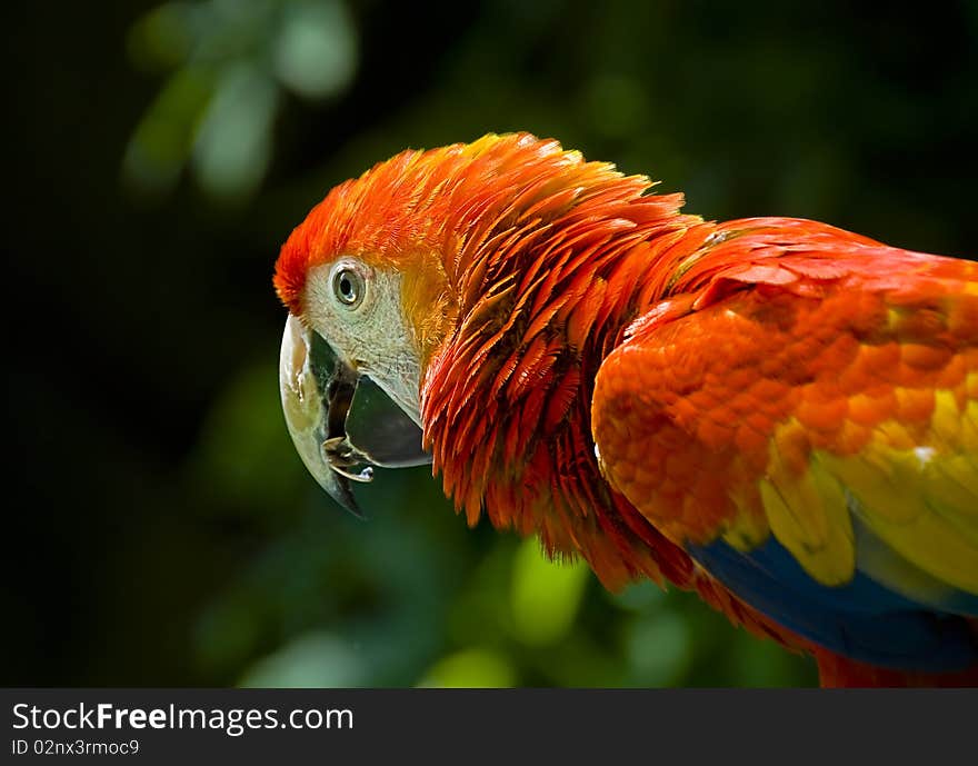 Parrots, also known as psittacines are birds of the roughly 372 species in 86 genera that make up the order Psittaciformes, found in most warm and tropical regions.