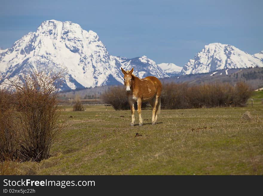 Lonely Horse