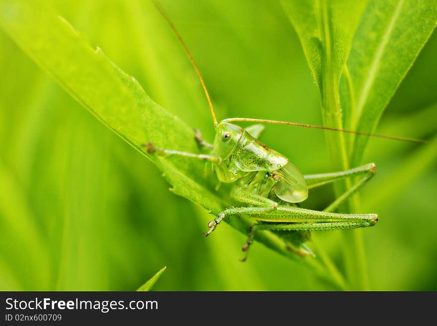 Grasshopper