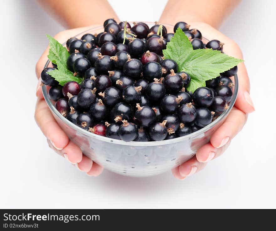 Crockery with black currant in woman hands. Isolated on a white. Crockery with black currant in woman hands. Isolated on a white.