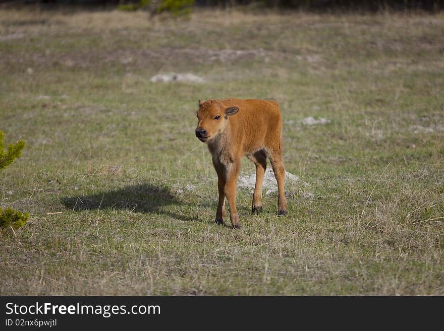 Baby Buffalo Bison At Custer State Park In South Dakota