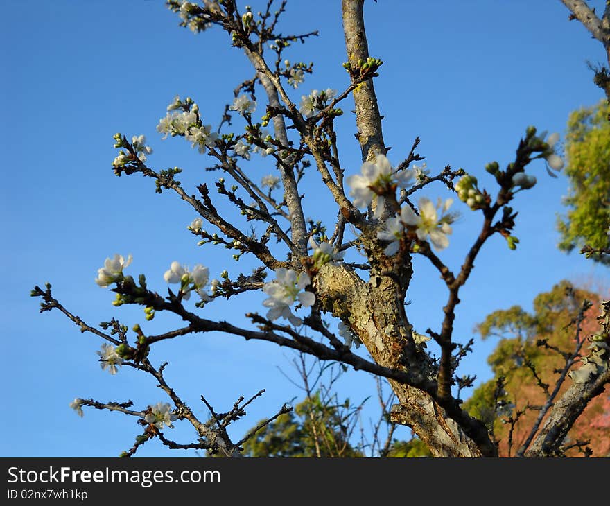 Peach Tree located in high mountain of Chiang Mai city, winter season will have wonderful view all the mountain. Peach Tree located in high mountain of Chiang Mai city, winter season will have wonderful view all the mountain