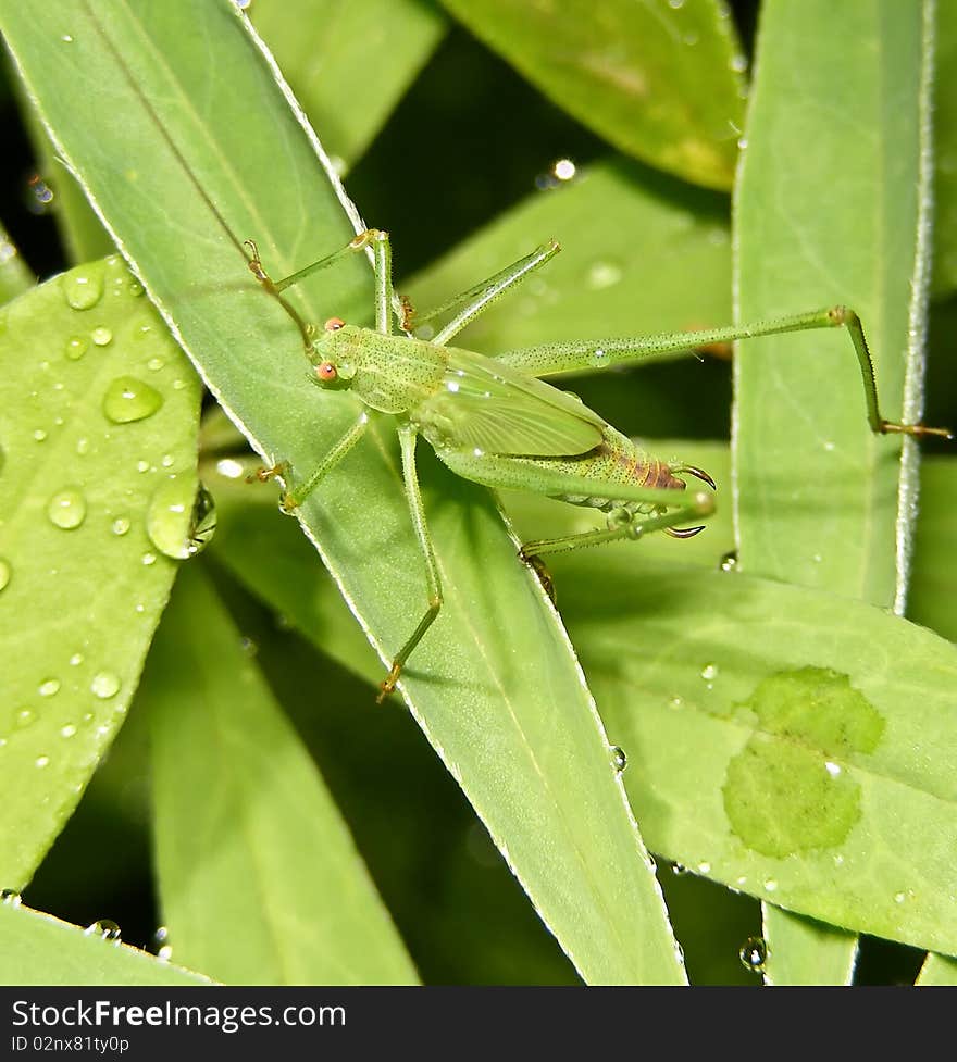 Green grasshopper on a grass. Green grasshopper on a grass