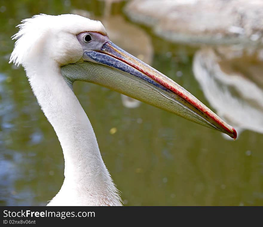 White pelican 5