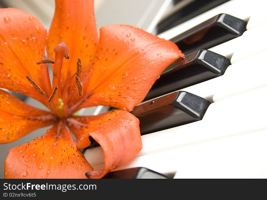 On the piano keyboard is a flower tiger lily. On the piano keyboard is a flower tiger lily