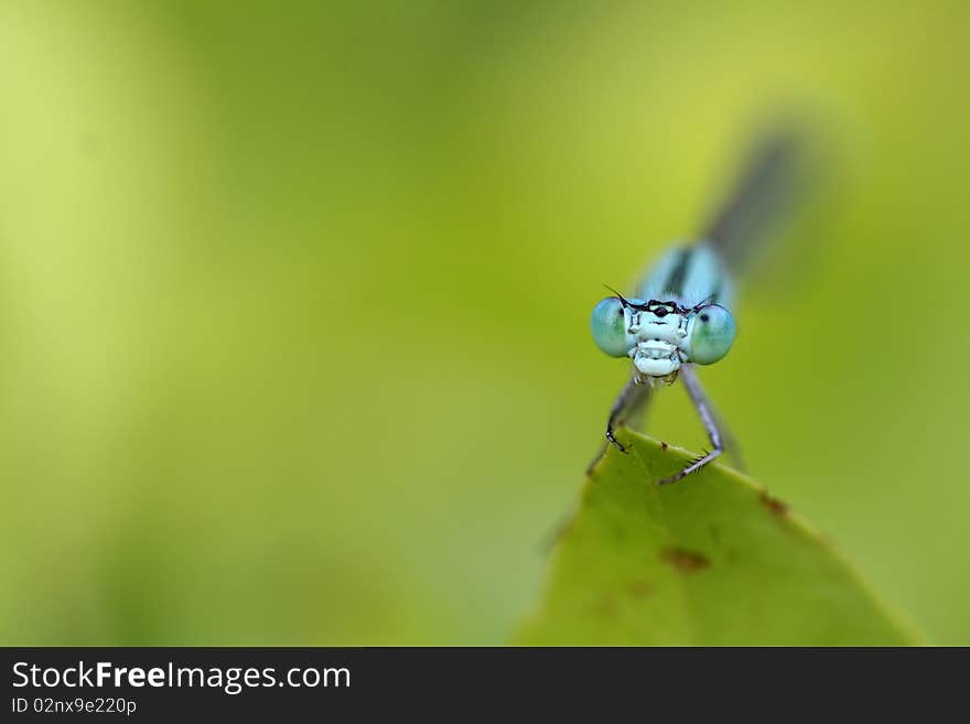 Blue damsel fly on a green leaf