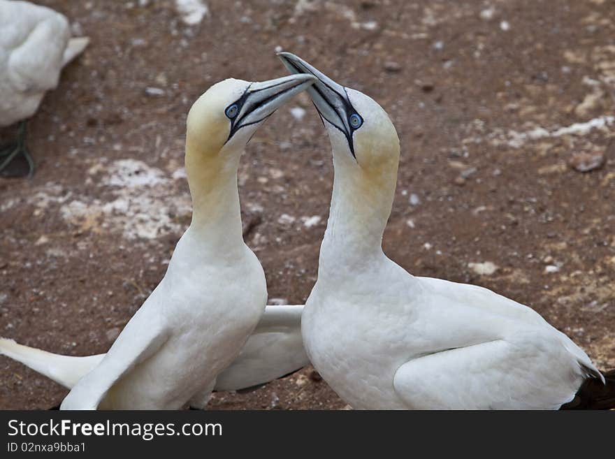 Gannet Couple Northern Morus Bassan in the island of Bonne Aventure in Gaspesie. Gannet Couple Northern Morus Bassan in the island of Bonne Aventure in Gaspesie