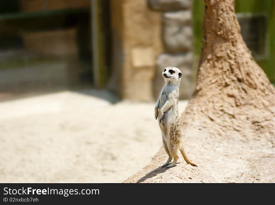 Meerkat