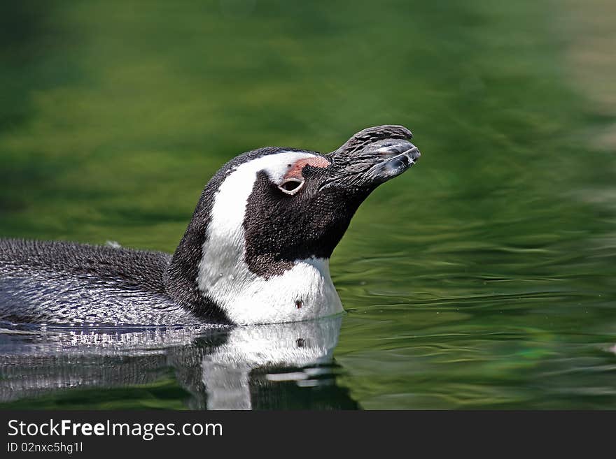 One penguin is swimming in the lake