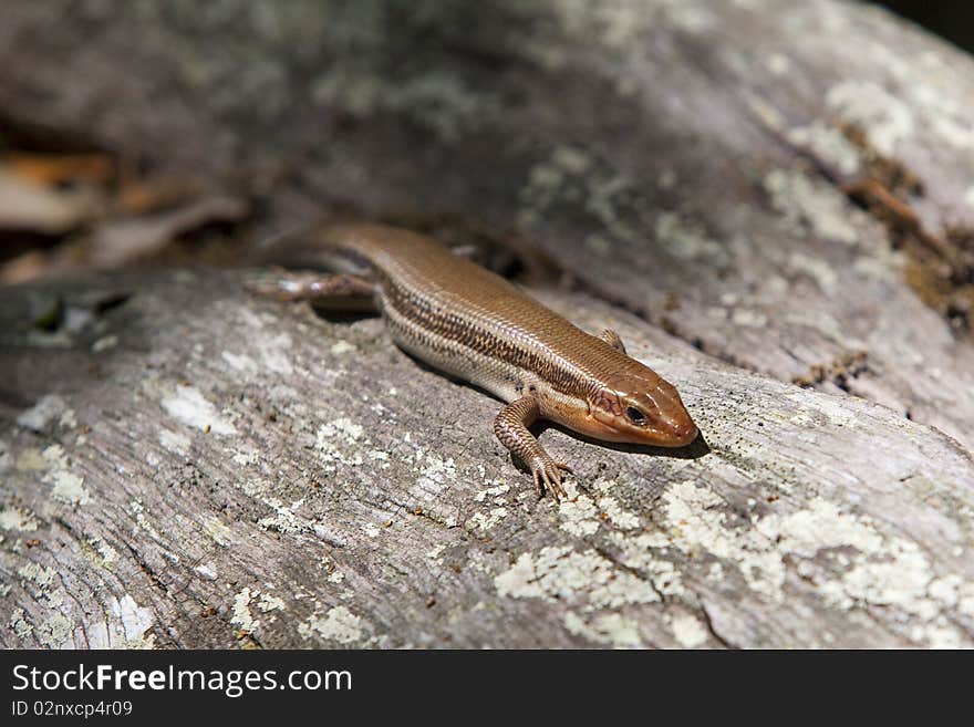 Brown Lizard