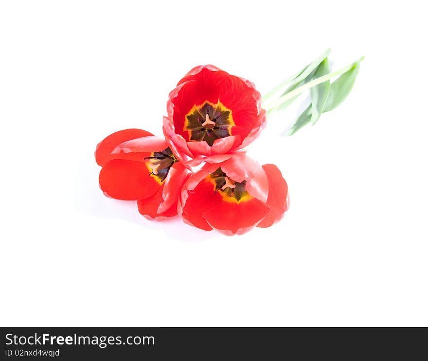 Three tulips on a white background. Three tulips on a white background