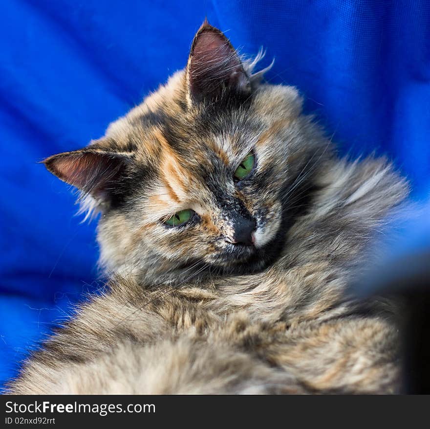 Portrait of a cat on a blue background. Portrait of a cat on a blue background