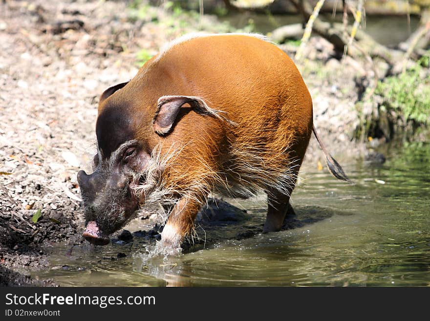 Red river hog - Potamochoerus porcus