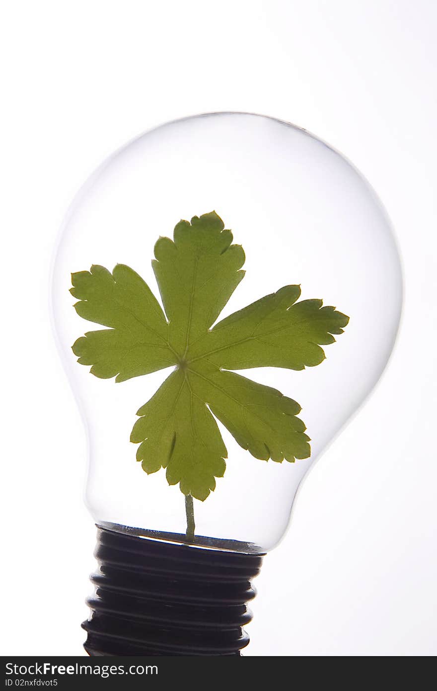 Leaf in a bulb on white background. Leaf in a bulb on white background