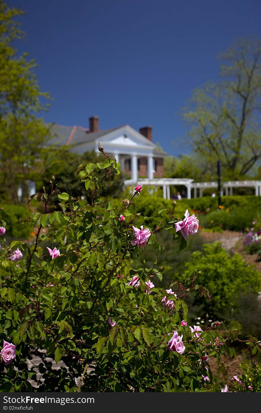 Garden Flowers