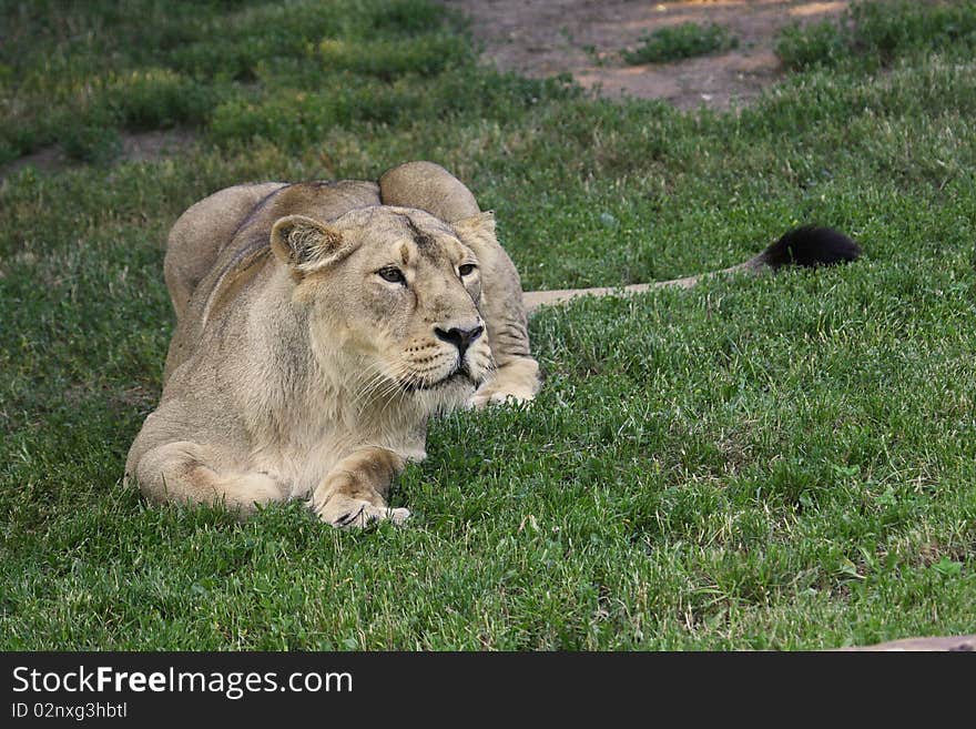 Female lion