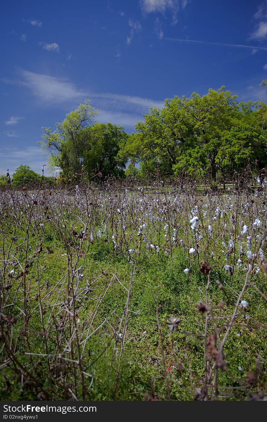 Cotton Field