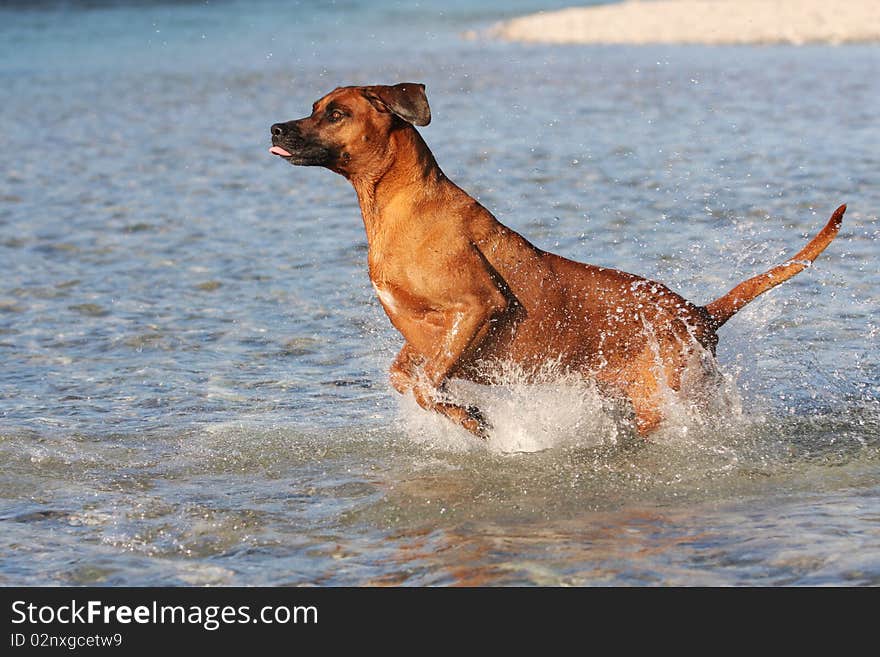 Beautiful jumping thoroughbred Rhodesian ridgeback dog with nice expression in his face in water on a sunny day. Beautiful jumping thoroughbred Rhodesian ridgeback dog with nice expression in his face in water on a sunny day.