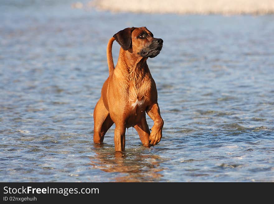 Beautiful close up Shot of a Rhodesian ridgeback dog with nice expression in his face in water on a sunny day. Beautiful close up Shot of a Rhodesian ridgeback dog with nice expression in his face in water on a sunny day.