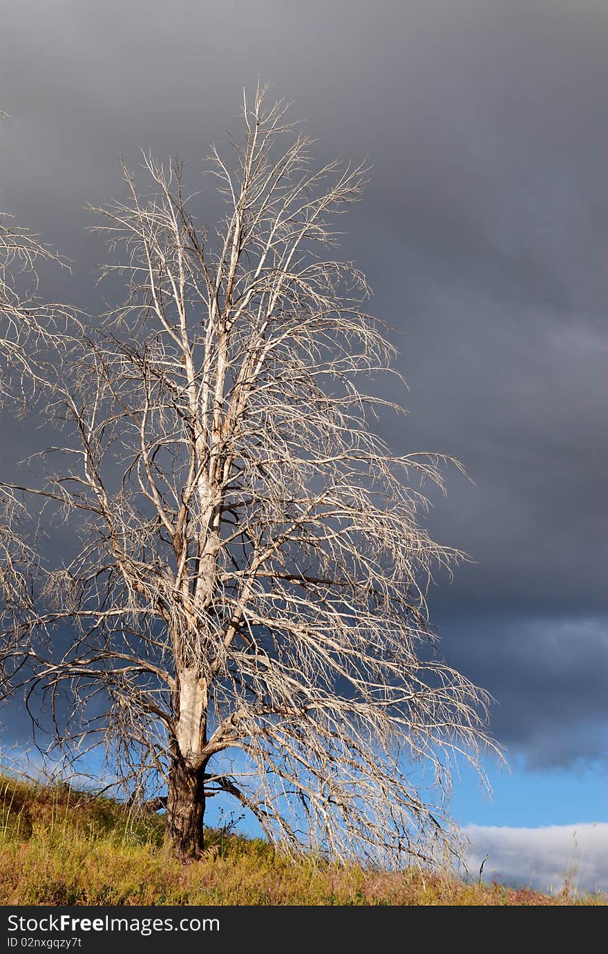 A dead tree in the desert, illuminated by the setting sun, set against the background of a stormy sky. A dead tree in the desert, illuminated by the setting sun, set against the background of a stormy sky