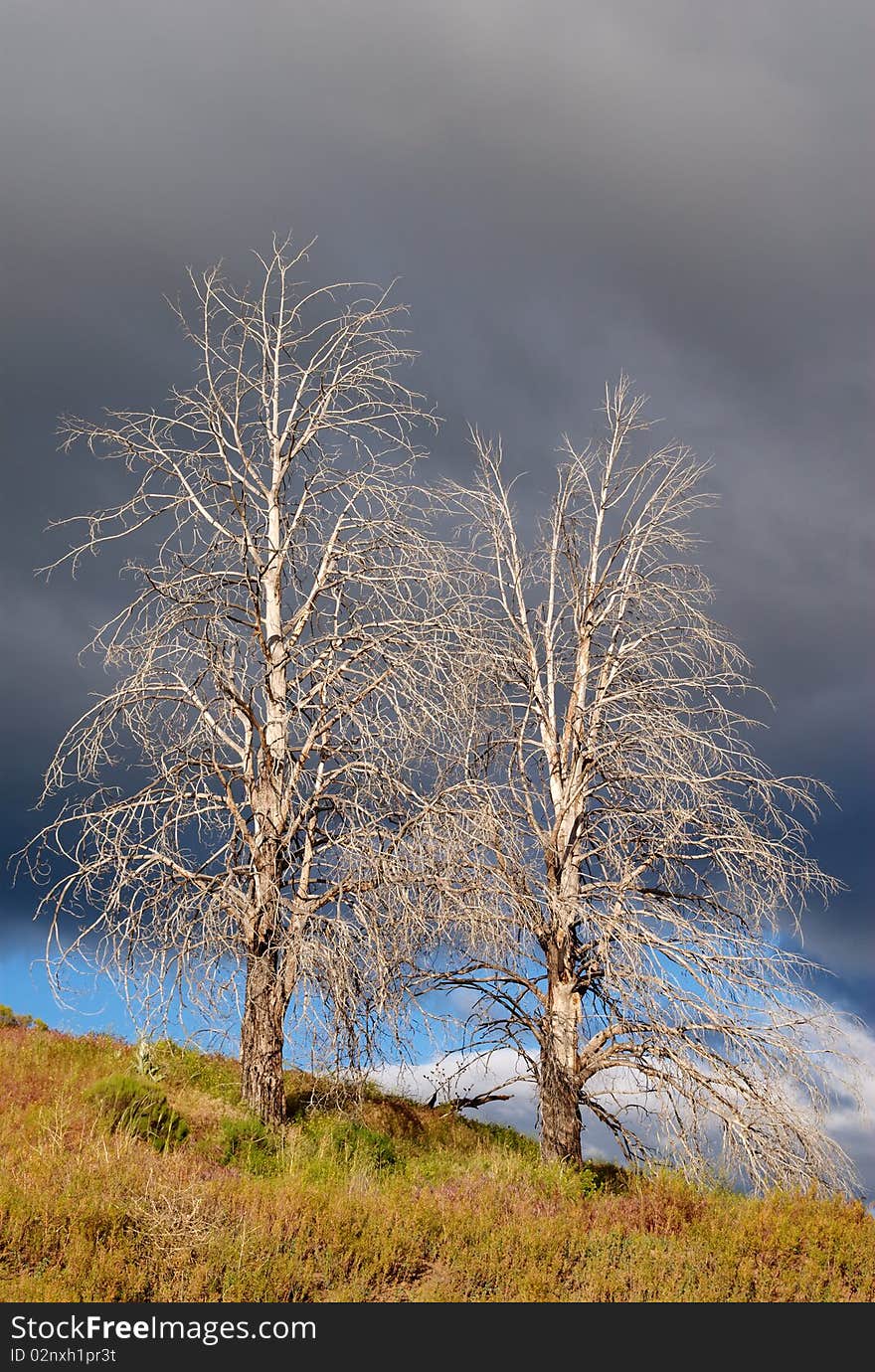 Two dead trees in the desert, illuminated by the setting sun, set against the background of a stormy sky. Two dead trees in the desert, illuminated by the setting sun, set against the background of a stormy sky