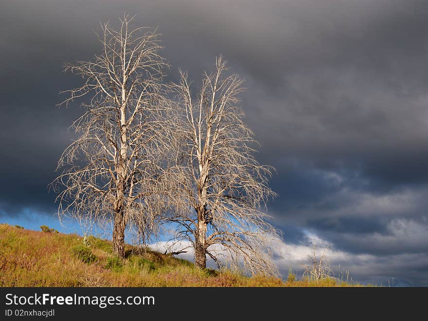 Two dead trees in the desert, illuminated by the setting sun, set against the background of a stormy sky. Two dead trees in the desert, illuminated by the setting sun, set against the background of a stormy sky