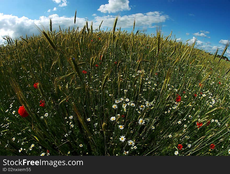 Round poppy and wheat field with bright blue sky, together with red poppy's, margeritas and the grass. This effect come from using fish-eye lens. Round poppy and wheat field with bright blue sky, together with red poppy's, margeritas and the grass. This effect come from using fish-eye lens