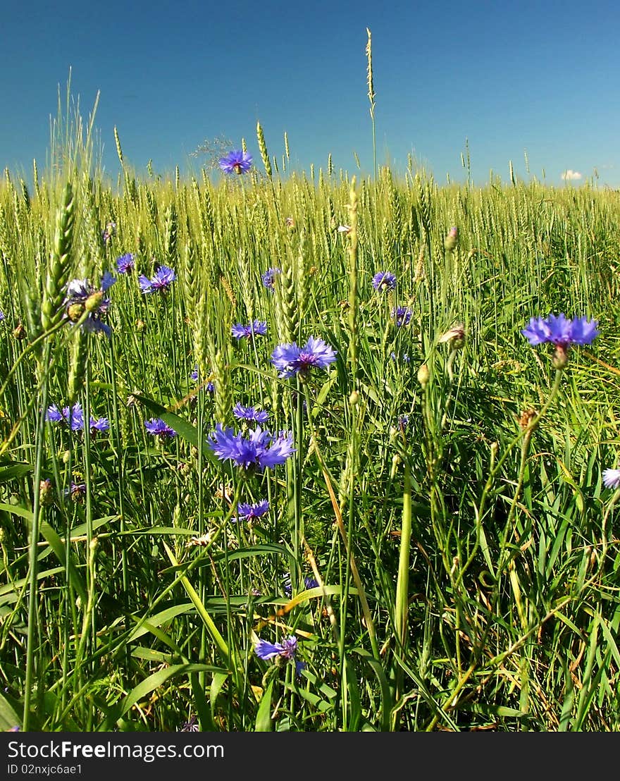 Summer field with blue cornflowers and blue sky