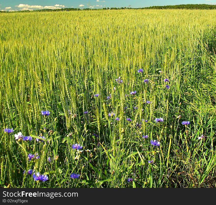 Wheat Field With Cornflowers