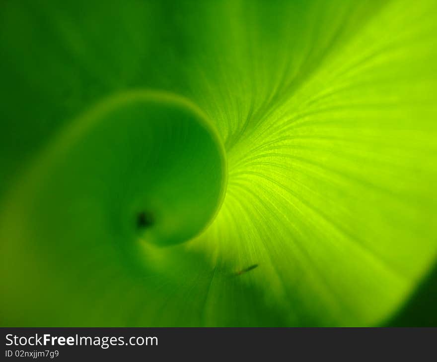 Concentric leaf green and reflections